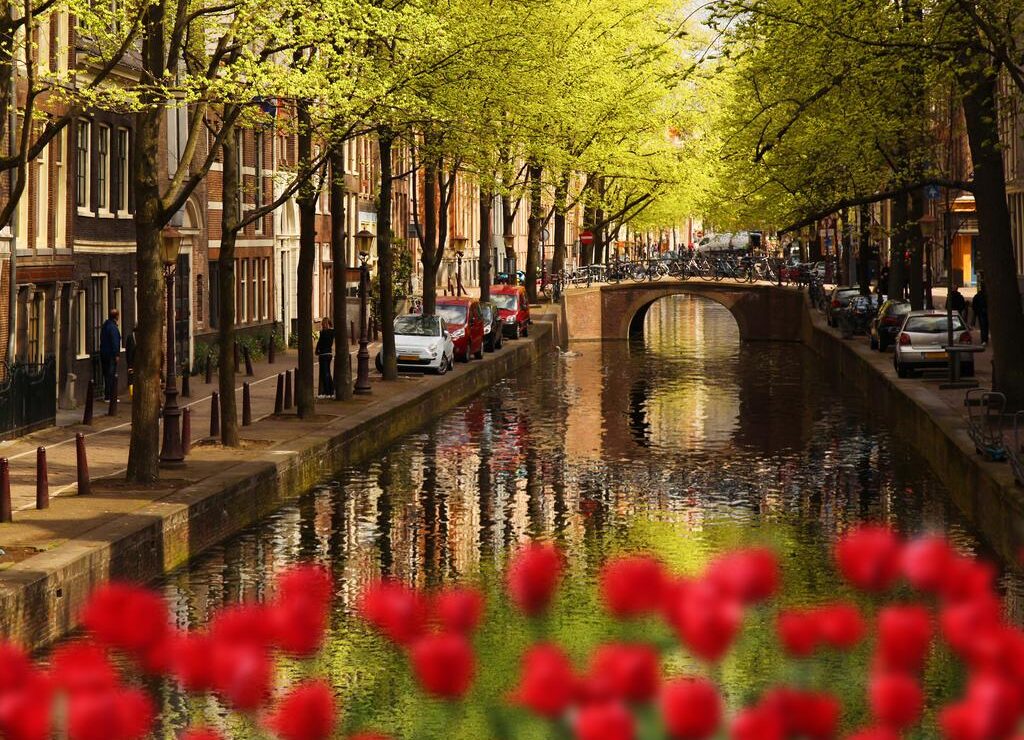 Тюльпаны в Нидерландах